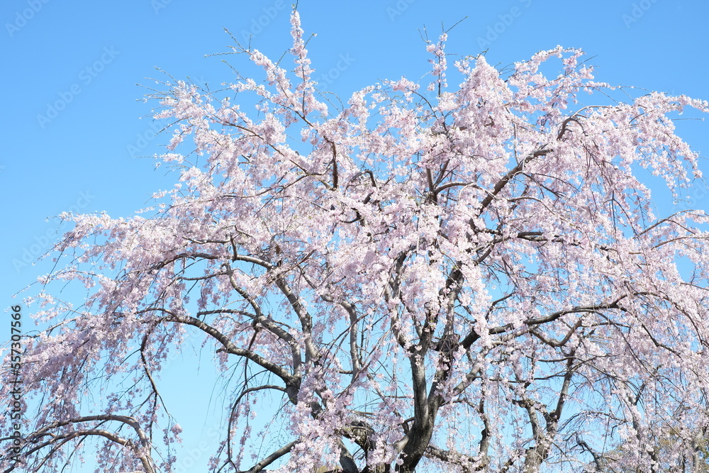 cherry blossom in full blooming against blue sky