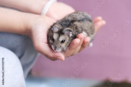 Single gcute uinea pig baby (cavia porcellus ) looking in girl hands photo
