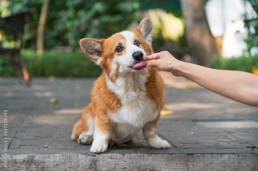 Feeding corgi dog with food in hand Feeding corgi dog with food in hand