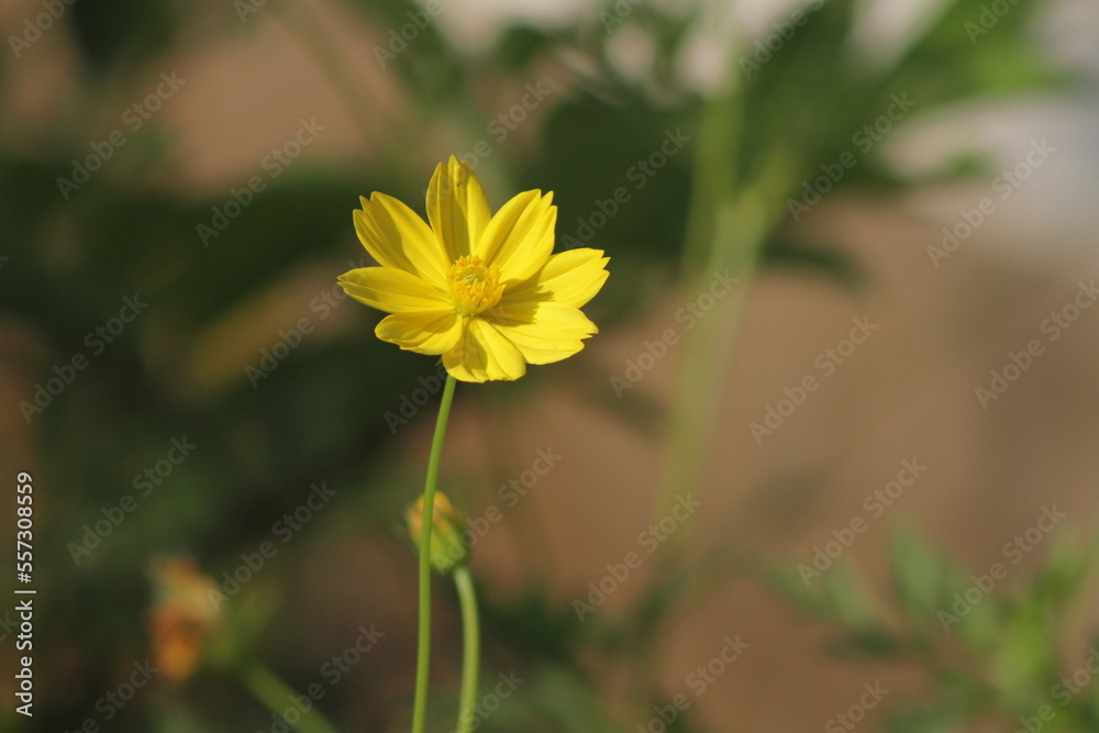 Kenikir is a tropical plant belonging to the kenikir-kenikir tribe originating from Latin America and Central America Kenikir is a tropical plant belonging to the kenikir-kenikir tribe originating from Latin America and Central America