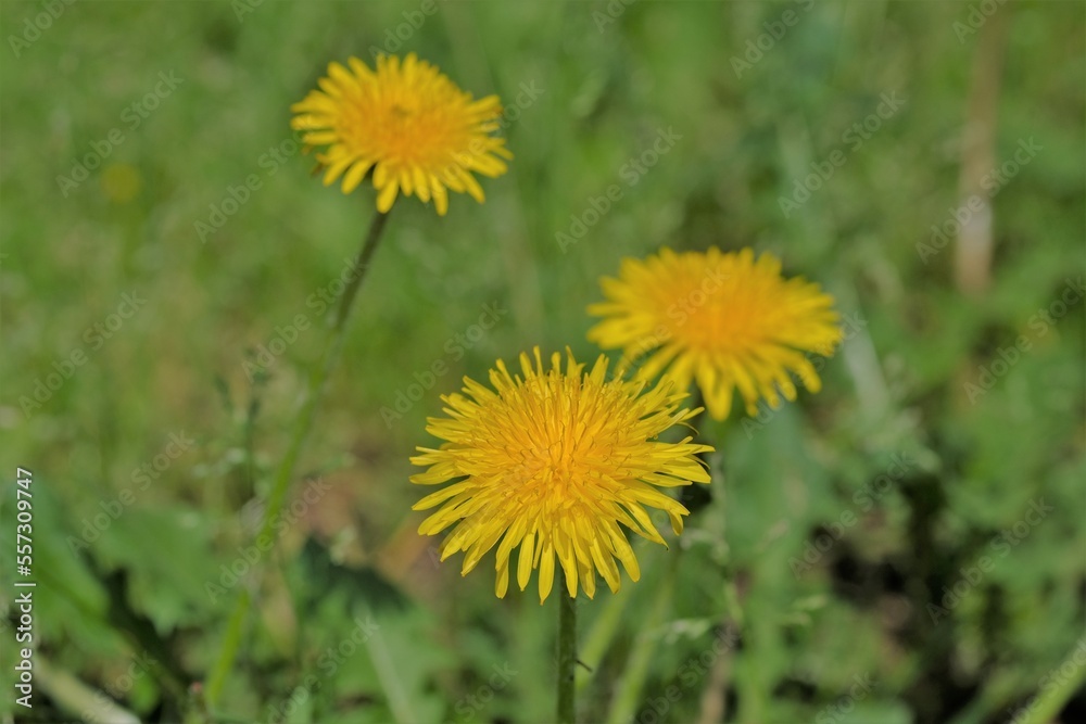 dandy lion in full blooming in the park dandy lion in full blooming in the park