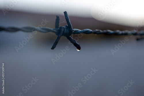 Canvas Print Barbed wire. Element used in prisons and refugee camps.