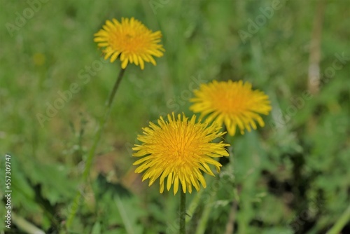 dandy lion in full blooming in the park