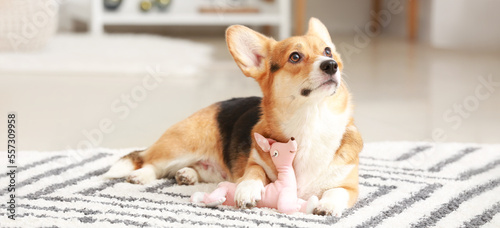 Cute Corgi dog with toy at ...