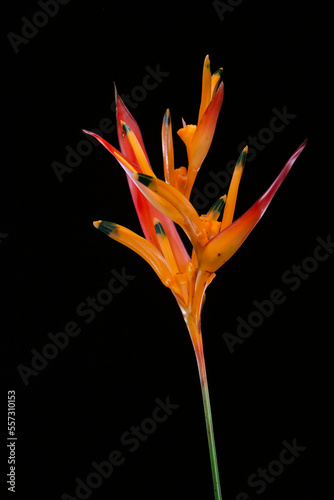 Orange flower on black background. Flower called bird flower.