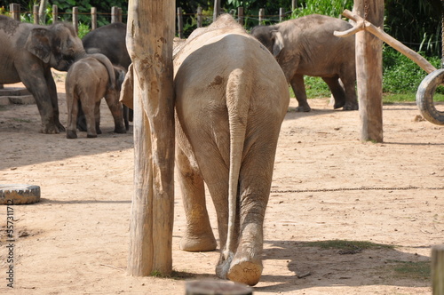 Animals In Borneo Zoo photo