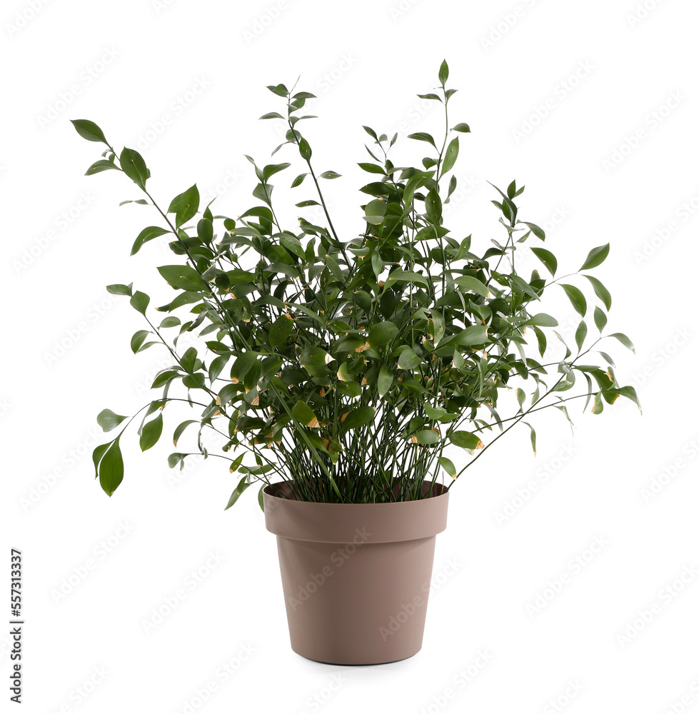 Green houseplant on white background Green houseplant on white background