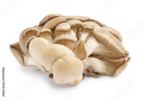 Fresh oyster mushrooms on white background