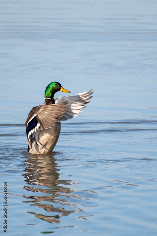 Obraz premium duck on the lake