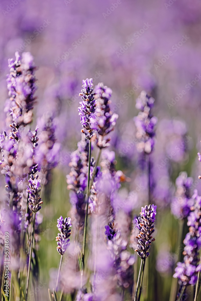 Obraz premium Close-up of lavender flowers, selective focus,