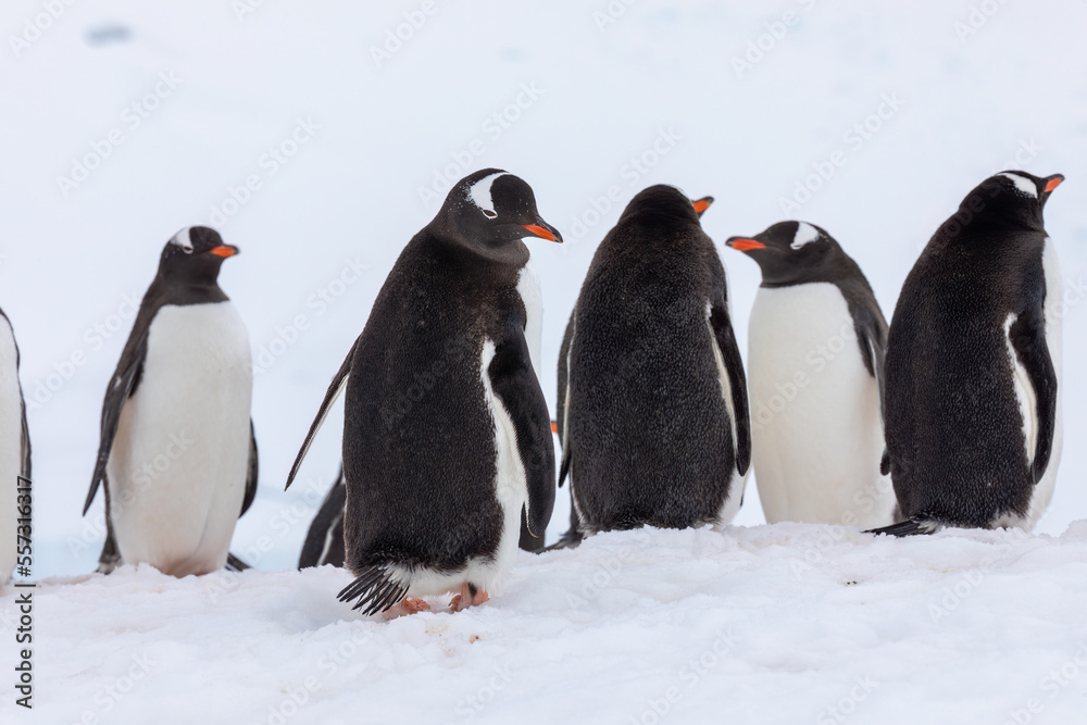 Obraz premium Gentoo Penguins in Antarctica looking over their shoulder