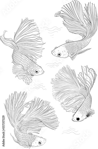 Illustration Hand Drawn Betta Fish