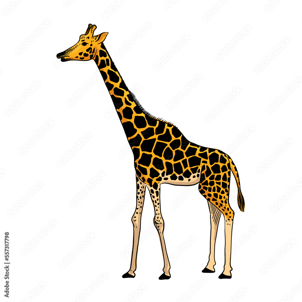 Obraz premium vector drawing sketch of animal, hand drawn giraffe , isolated nature design element