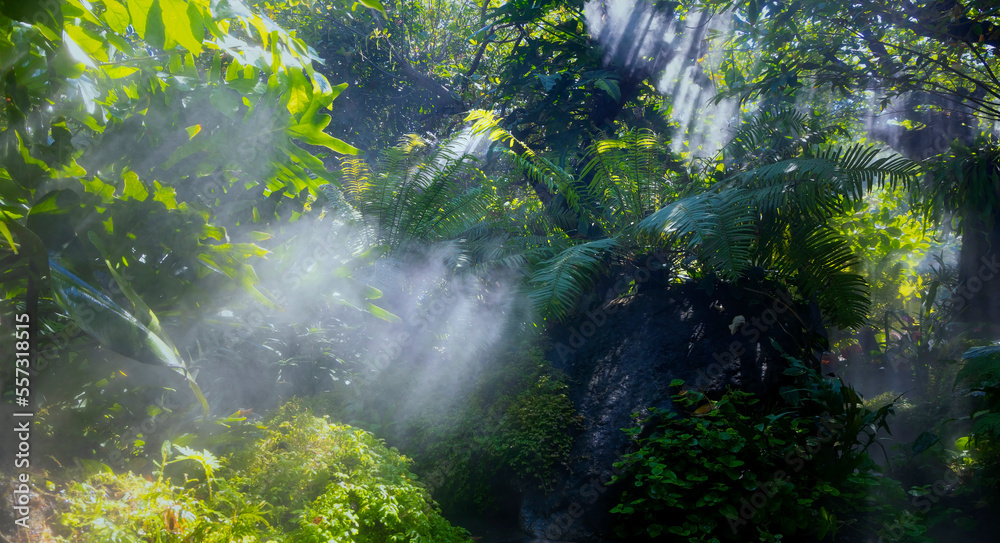 Tropical jungle with green of the nature as sun beam and mist-foggy in the morning at the garden. Tropical jungle with green of the nature as sun beam and mist-foggy in the morning at the garden.