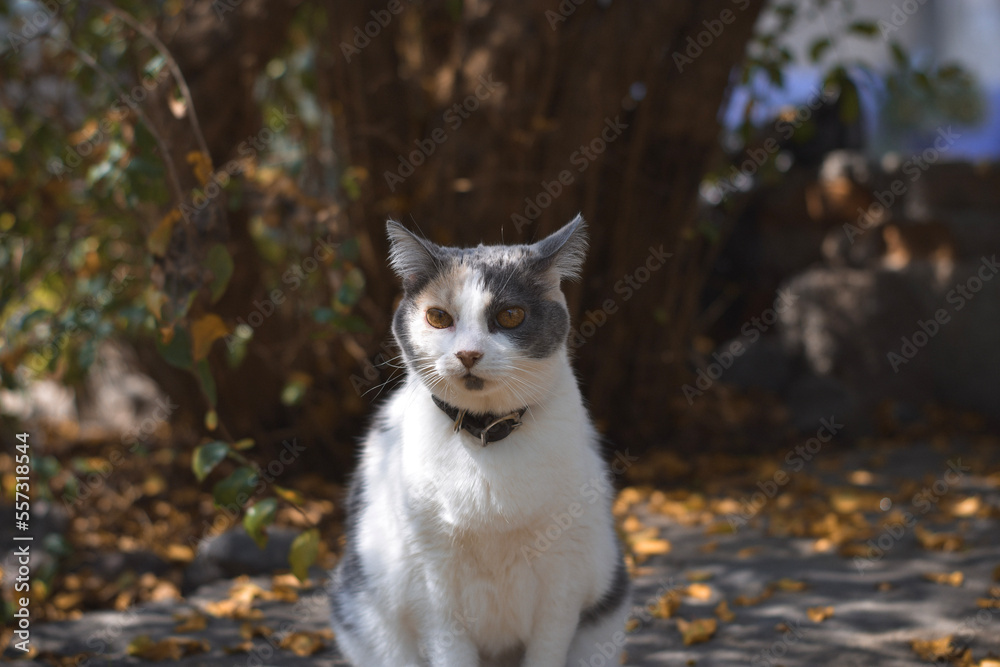 cat at fall