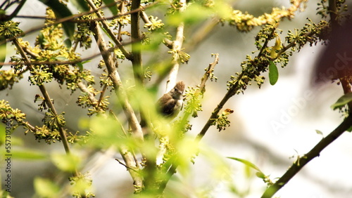 Dusky-capped flycatcher (Myiarchus tuberculifer) perched in a tree in the Intag Valley, outside of Apuela, Ecuador photo
