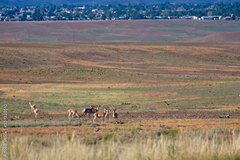 Naklejka premium A herd of Pronghorn, Antilocapra americana grazing in a field with a city behind them.