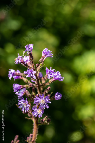 Cicerbita alpina flower growing in mountains, close up	 photo