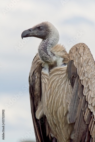 Closeup of an angry looking vulture  with blue sky and white clouds in the background.