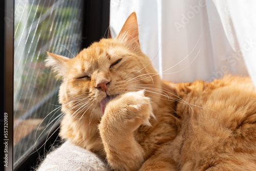 毛繕いをする猫　茶トラ猫