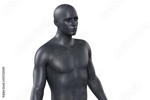 3D illustration of a male black torso on a white background. metal mannequin.