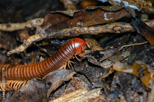 Giant rusty millipede (Trigoniulus corallinus) photographed in the central catchment area in Singapore photo