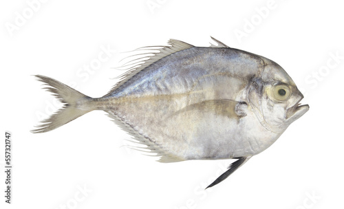 Threadfin pompano fish isolated on white background