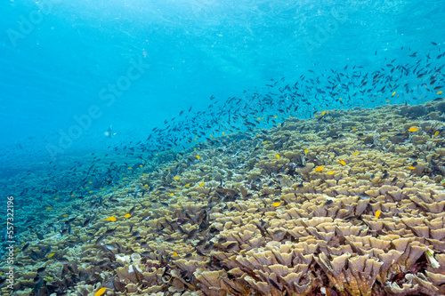 Reef scenic with pristine foliose corals, Raja Ampat Indnonesia.