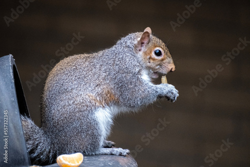 squirrel eating tangerine 