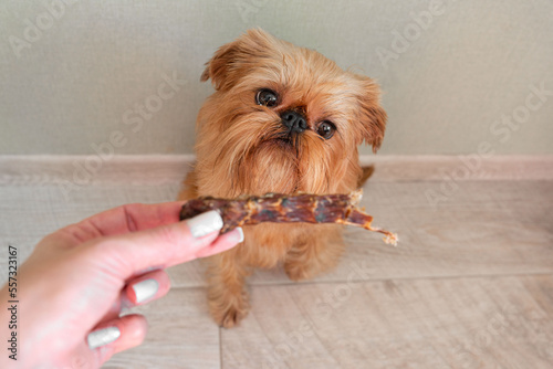 The Brussels Griffon dog gets a dry duck neck. Treats for dogs close-up. The owner presents an award for dog training. High quality photo