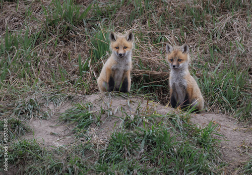 Two fox kits sitting outside of the their den on a grassy hill  © Donna Feledichuk