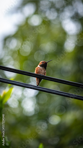 hummingbird on a wire