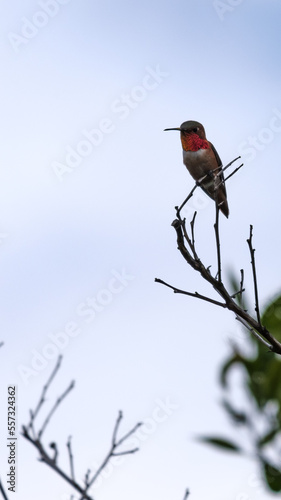 hummingbird on a branch