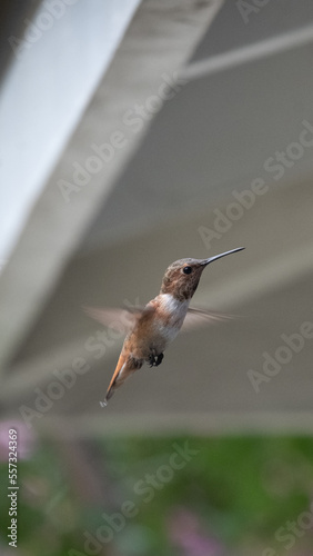 hummingbird in flight