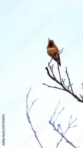 Bird On a Branch