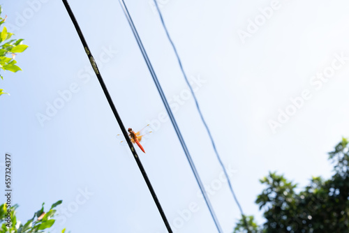 dragonfly on a wire