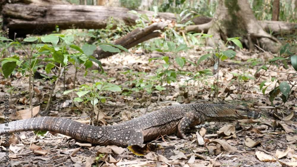 Australian native Goanna slowly moving through the outback bushland. Wild animal behaviour Australian native Goanna slowly moving through the outback bushland. Wild animal behaviour