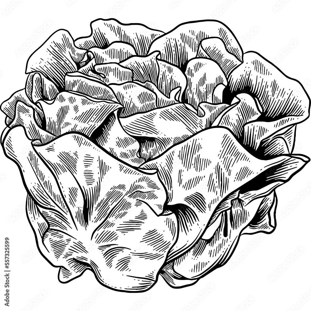 Hand drawn Butterhead Lettuce Leaves Sketch Illustration Stock Vector Adobe Stock