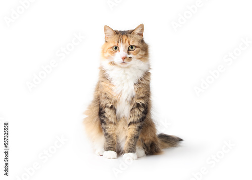 Curious cat sitting while looking at camera. Relaxed cute fluffy kitty with beautiful asymmetric markings. Full body cat portrait. 3 years old female calico or torbie. Selective focus. Isolated.