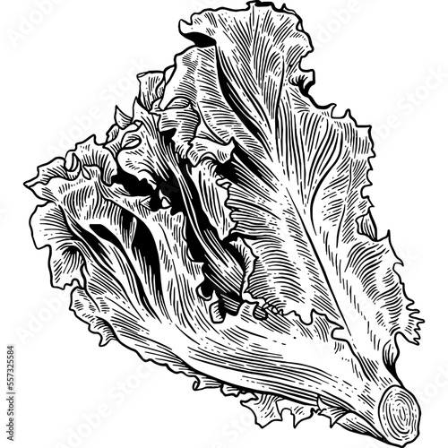 Hand drawn Lettuce Leaves Sketch Illustration photo