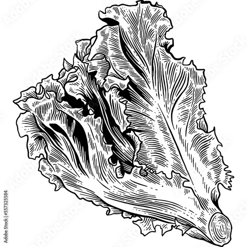 Hand drawn Lettuce Leaves Sketch Illustration