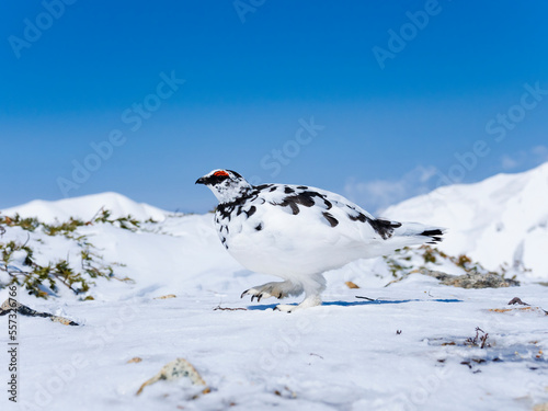 Fotografía 5月のライチョウ雄 (rock ptarmigan)