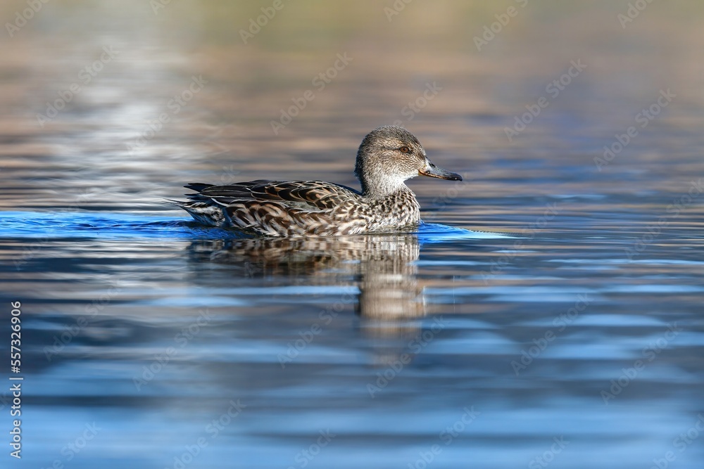 冬に川や公園に渡来する身近な水鳥、小さなコガモ 冬に川や公園に渡来する身近な水鳥、小さなコガモ
