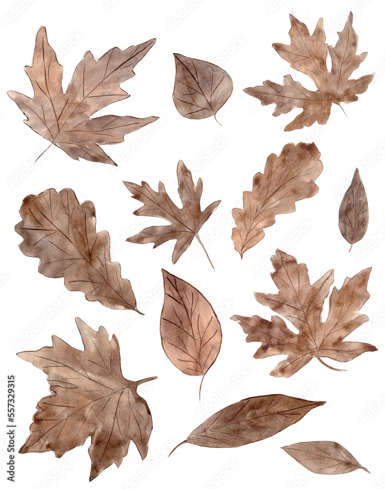 Obraz premium Watercolor autumn leaves set paintin hand drawing on white background