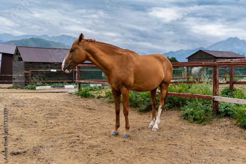 horse on the farm