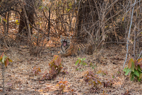 Subadult tiger yawning on a hot sunny day, Start of summer season, Tadoba National Park photo