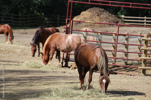 horses in a field, Fort Edmonton Park, Edmonton, Alberta