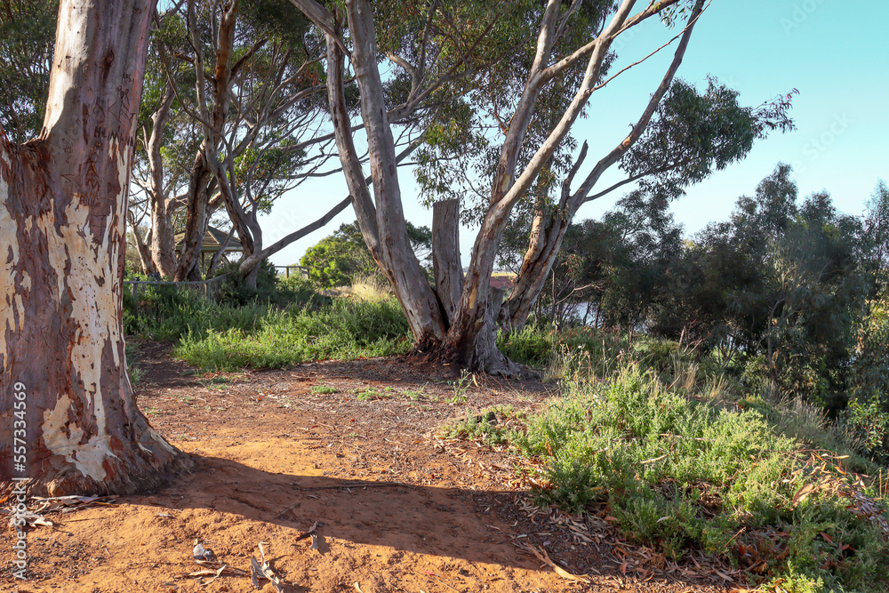 eucalyptus trees in australian bushland in morning sunlight