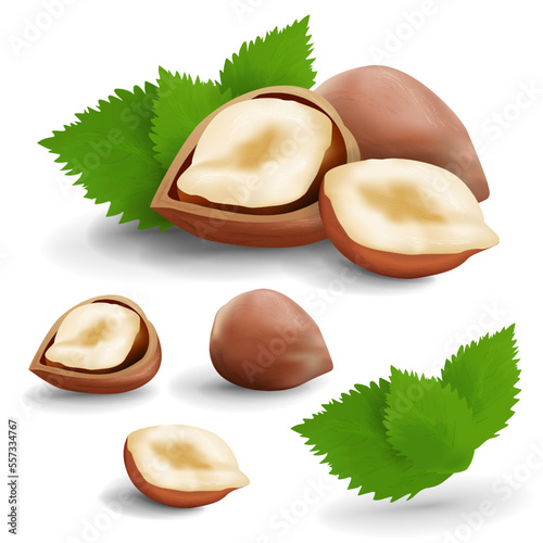 hazelnut made in realistic vector 3D format. A composition of hazelnuts. the kernel of a nut. Isolated on white background