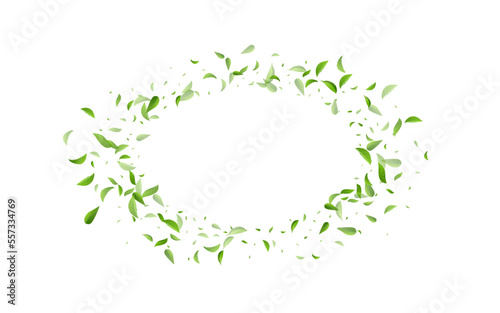 Lime Leaves Fresh Vector White Background